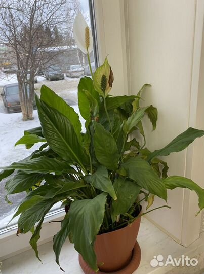 Спатифиллум