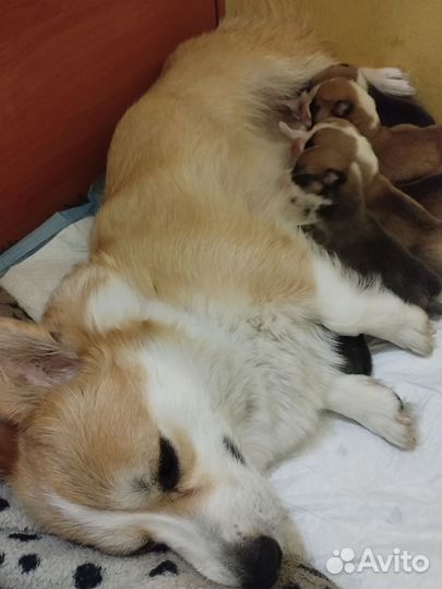 Вельш корги Пемброк