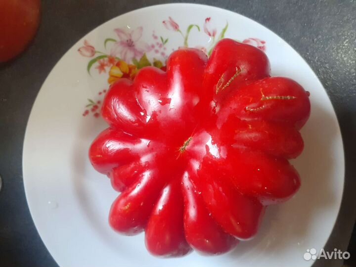 Семена томата из СССР русская гармошка