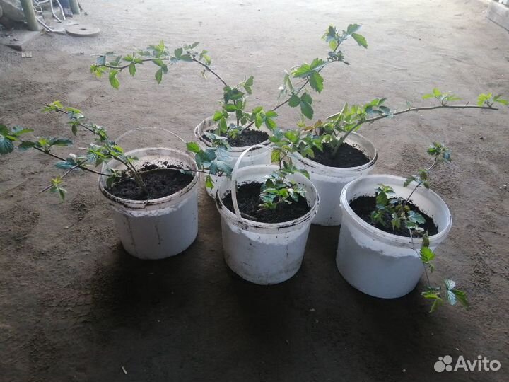 Саженцы ежемалины