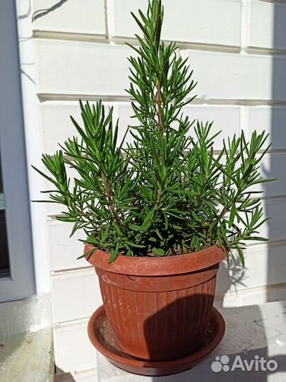 Розмарин в горшке
