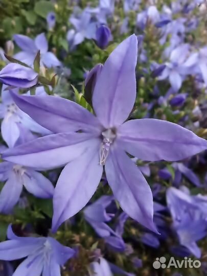 Колокольчик почвопокровный