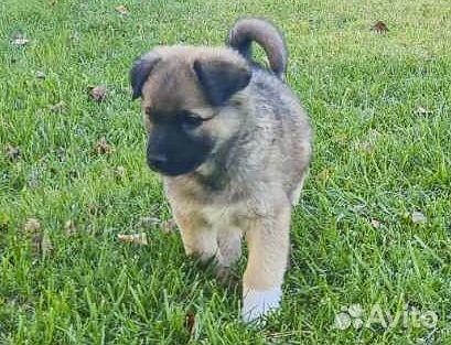 Герда - классная щенок-девочка в дар