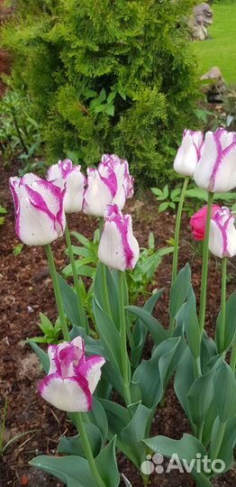 Предзаказ луковиц тюльпанов на осень