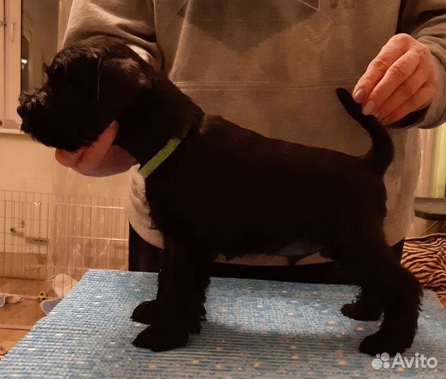 Цвергшнауцера супер щенки из элитного питомника