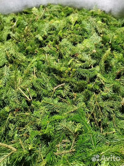 Продам пихтовое масло