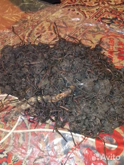 Вкусный зеленый червь) Свежий и Очень Активный