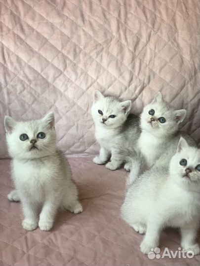 Британские котята серебристая шиншилла