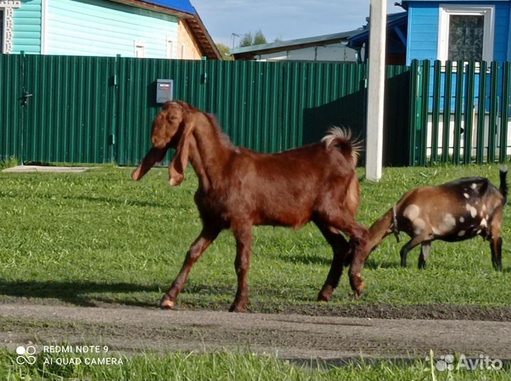 Козы камори- нубийские/Цесарята
