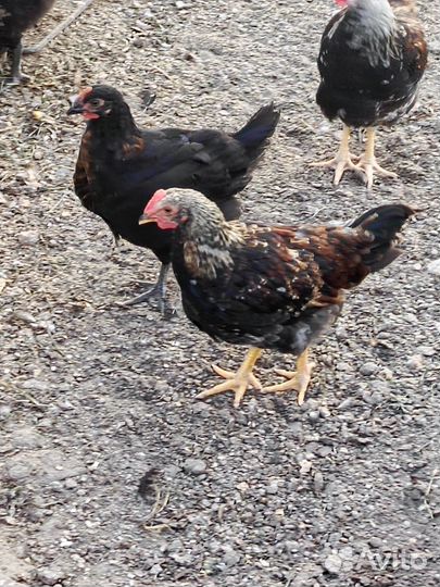 Молоденькие петушки