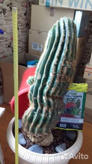 Кактус большой высокий