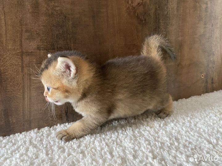 Британские котята золотая шиншилла