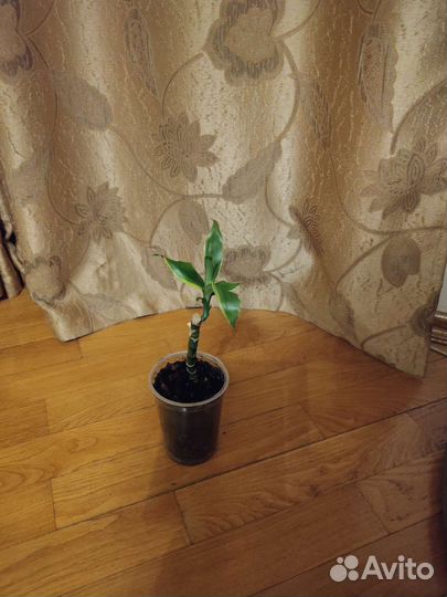 Драцена Fragrance Golden Coast