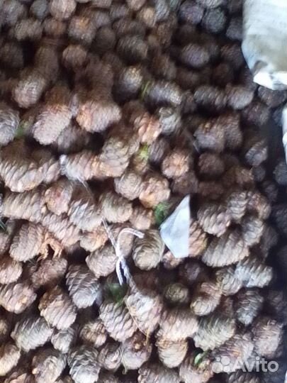 Переработаю кедровую шишку