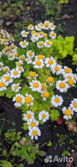 Многолетники садовые