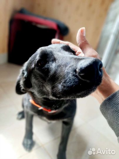 Самая ласковая - Жужа ищет дом