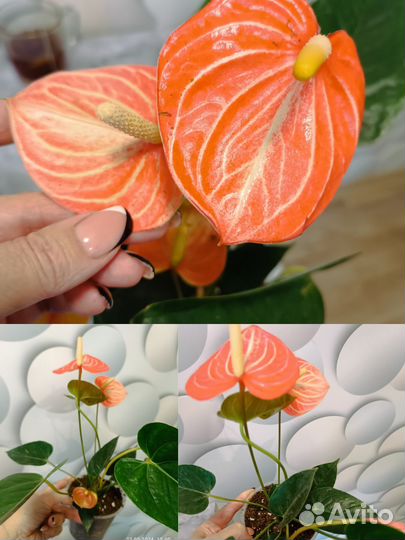 Антуриум домашние кусты разных сортов