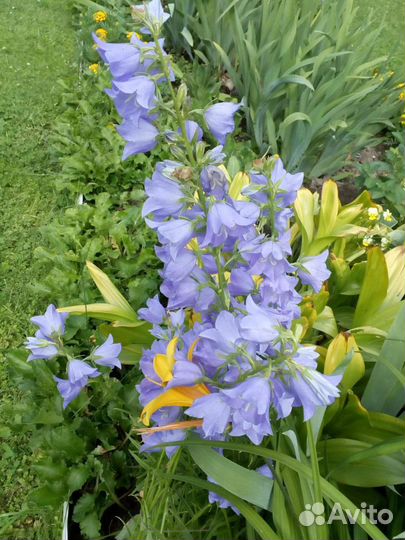 Ирисы, ромашки, колокольчики