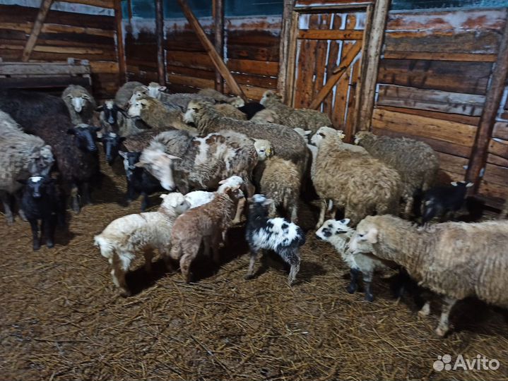 Продам Овец Баранов Ягнята Разные Породы