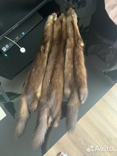 Шкурки соболя