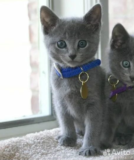 Голубчик, русский голубой