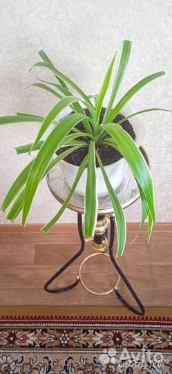 Хлорофитум