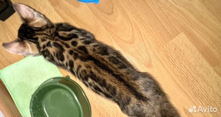 Бенгальские котята