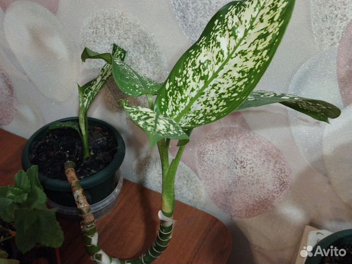 Драцена окаймлённая