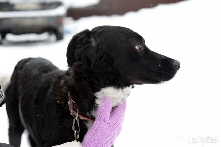 Собака в добрые раки