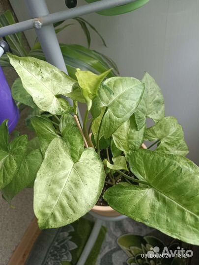 Ароидные и другие