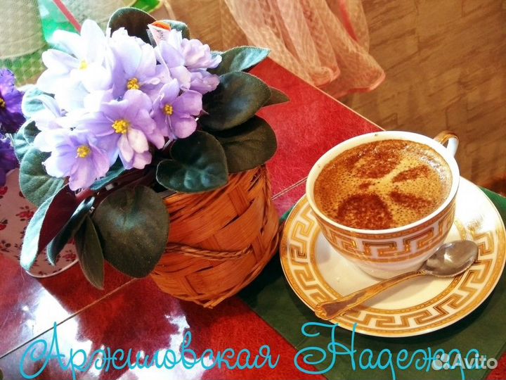 Цветущие фиалки