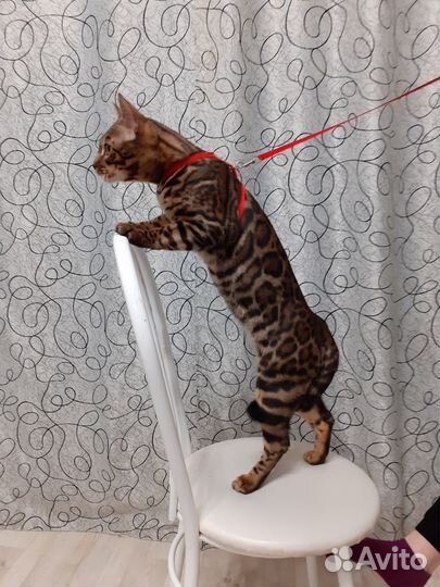 Бенгальские котята