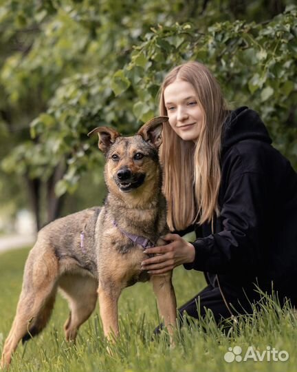 Маленькая собака - Коди ищет дом