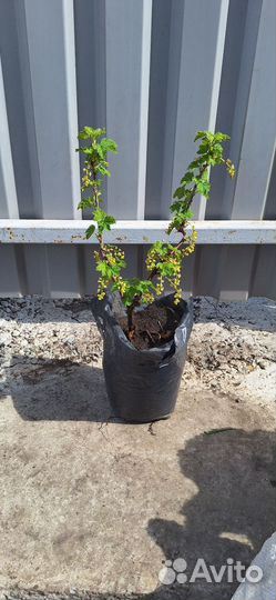 Красная смородина