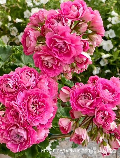 Срезы сортовых пеларгоний