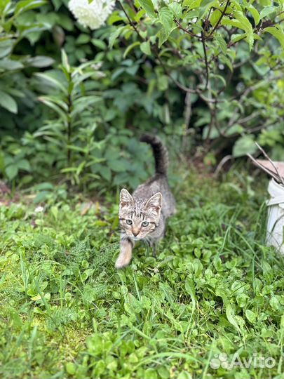 Бенгальские котята