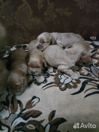 Кокер спаниель