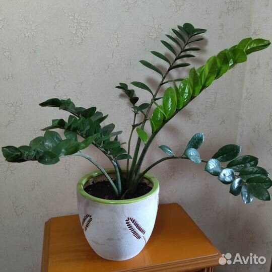 Цветы домашние в горшках