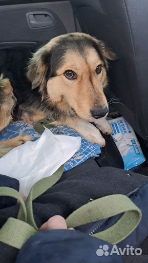 Собака Лева