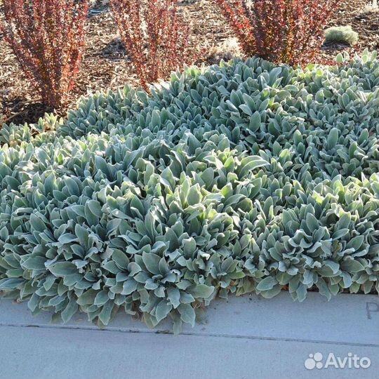 Стахис (заичьи ушки)