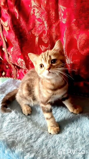Шотландский котик