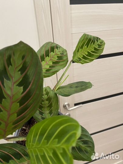 Маранта триколор Фасцинатор 12/40