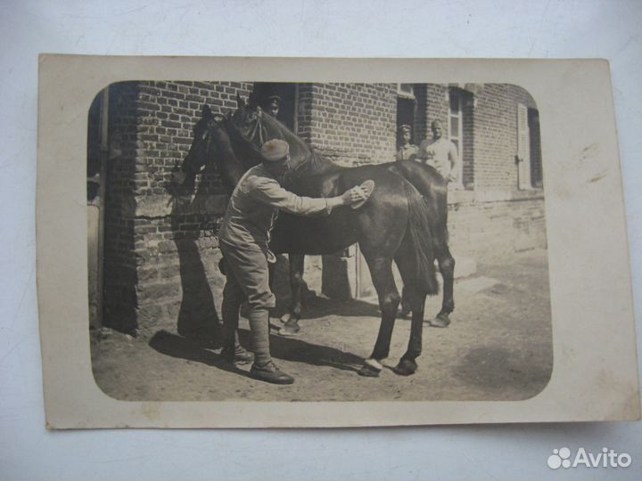 Антикварная фотография лошадь конь 1914 1944