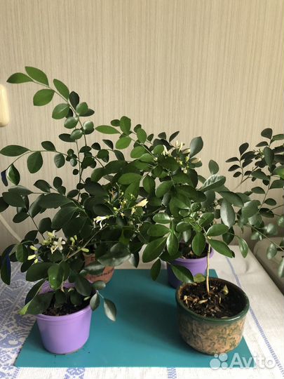 Мурайя карликовая