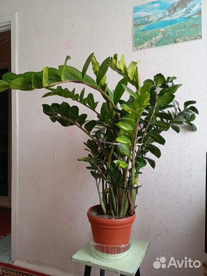Замиокулькас большой в горшке