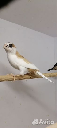 Японская амадина