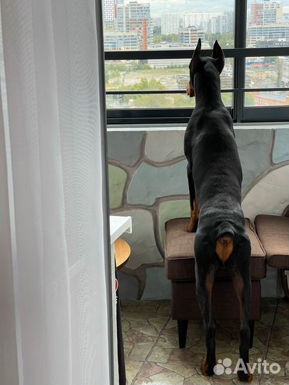 Доберман для вязки