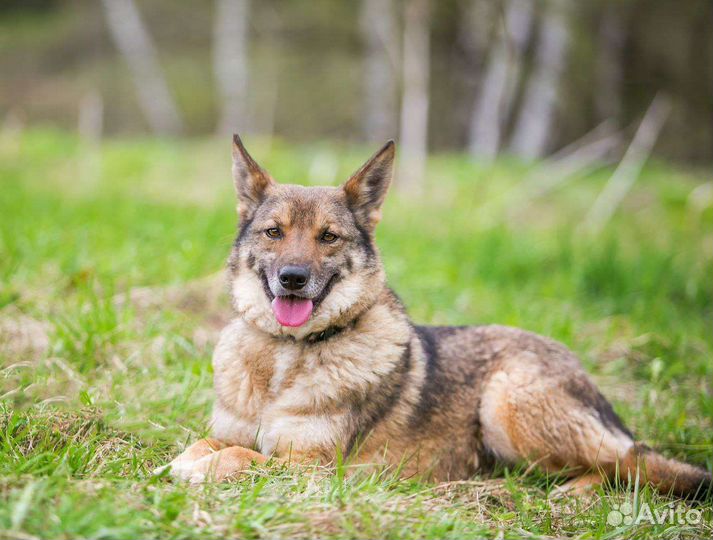 Трепетный маленький Литл бесплатно