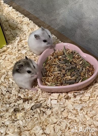 Джунгарский хомяк