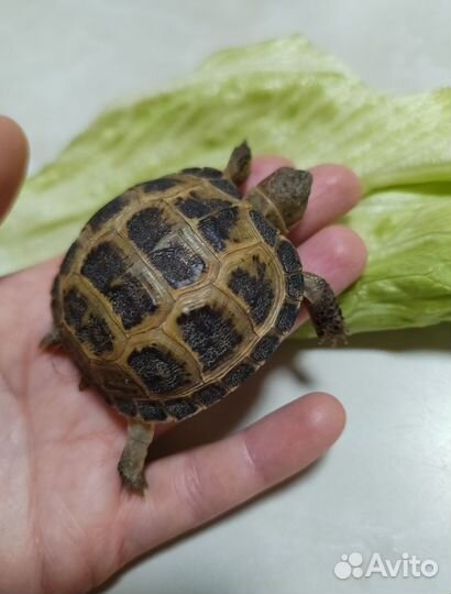 Черепаха